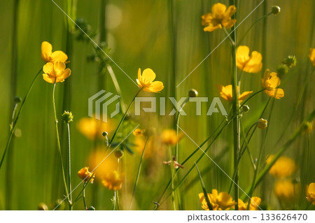 Close up of wild yellow ranunculus flowers blooming vibrantly in a sunny meadow Close up of wild yellow ranunculus flowers blooming vibrantly in a sunny meadow 133626470