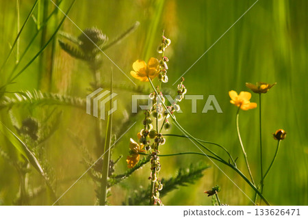 Close up of wild yellow ranunculus flowers blooming vibrantly in a sunny meadow Close up of wild yellow ranunculus flowers blooming vibrantly in a sunny meadow 133626471