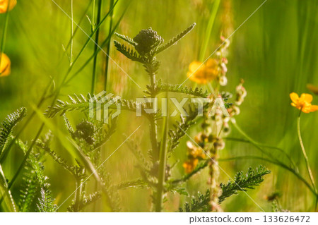 Close up of wild yellow ranunculus flowers blooming vibrantly in a sunny meadow Close up of wild yellow ranunculus flowers blooming vibrantly in a sunny meadow 133626472