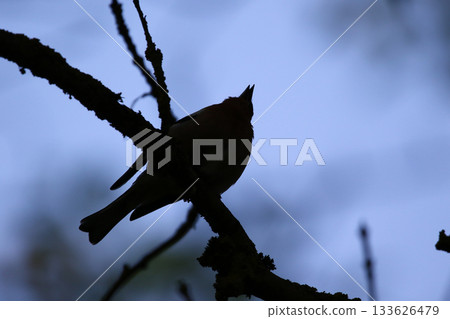 Male common chaffinch silhouette perched on mossy branch in vibrant forest Male common chaffinch silhouette perched on mossy branch in vibrant forest 133626479