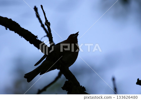 Male common chaffinch silhouette perched on mossy branch in vibrant forest 133626480