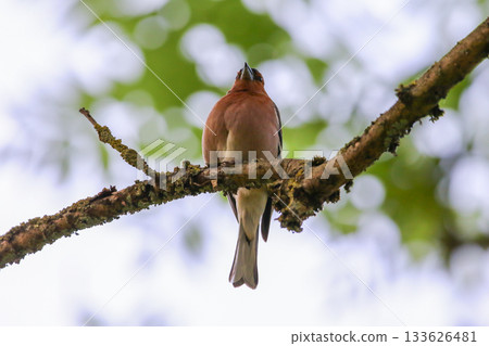 Male common chaffinch perched on mossy branch in vibrant spring forest Male common chaffinch perched on mossy branch in vibrant spring forest 133626481