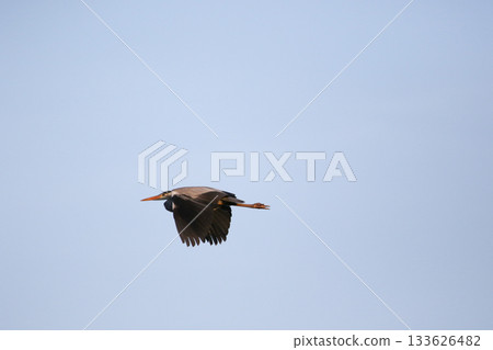 Grey heron flying with wings spread against clear blue sky Grey heron flying with wings spread against clear blue sky 133626482