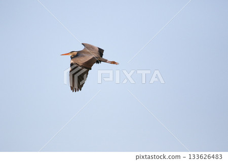 Grey heron flying with wings spread against clear blue sky Grey heron flying with wings spread against clear blue sky 133626483