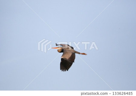 Grey heron flying with wings spread against clear blue sky Grey heron flying with wings spread against clear blue sky 133626485
