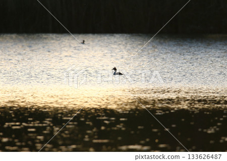 Great crested grebe silhouette floating on golden water at sunset or sunrise Great crested grebe silhouette floating on golden water at sunset or sunrise 133626487