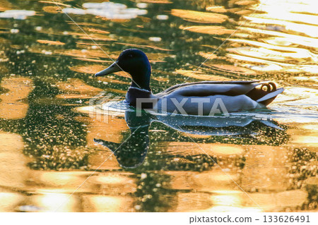 Male mallard duck swims in golden hour light with shimmering water reflection Male mallard duck swims in golden hour light with shimmering water reflection 133626491