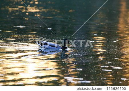 Male mallard duck swims in golden hour light with shimmering water reflection 133626500