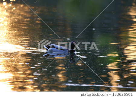 Male mallard duck swims in golden hour light with shimmering water reflection Male mallard duck swims in golden hour light with shimmering water reflection 133626501