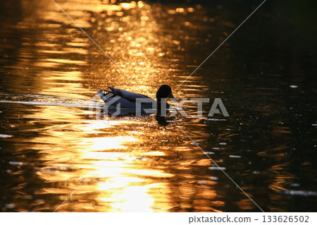 Duck silhouette reflected on golden water during calm sunset or sunrise 133626502
