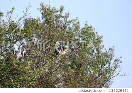 Grey Heron birds nesting in trees near lake by Regensburg in springtime 133626511