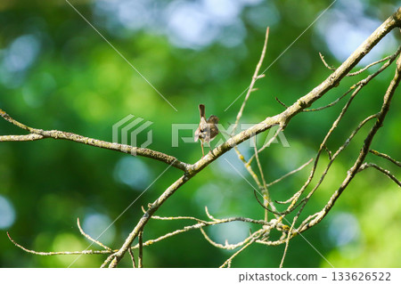 European robin perched on bare branch with vibrant orange red breast in green background 133626522