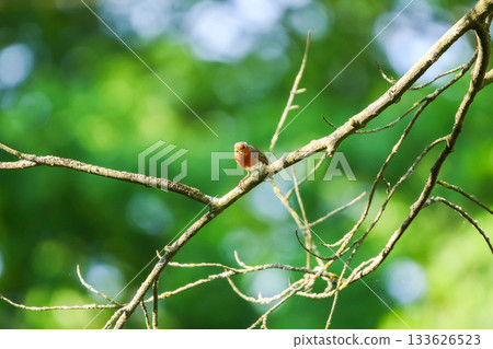 European robin perched on bare branch with vibrant orange red breast in green background 133626523