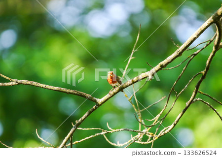 European robin perched on bare branch with vibrant orange red breast in green background European robin perched on bare branch with vibrant orange red breast in green background 133626524