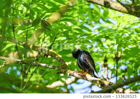 Starling Singing on Branch Closeup in Springtime Park Starling Singing on Branch Closeup in Springtime Park 133626525