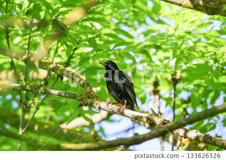 Starling Singing on Branch Closeup in Springtime Park Starling Singing on Branch Closeup in Springtime Park 133626526