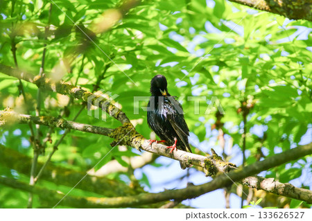 Starling Singing on Branch Closeup in Springtime Park Starling Singing on Branch Closeup in Springtime Park 133626527