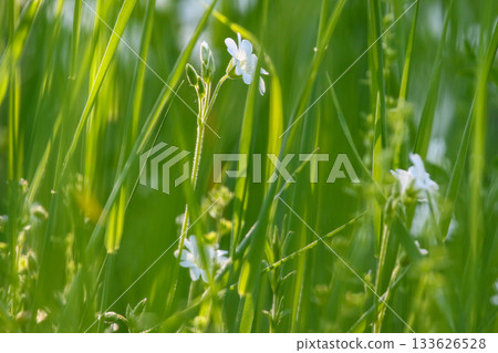 Close up of field chickweed white blossoms amidst vibrant green grass in meadow Close up of field chickweed white blossoms amidst vibrant green grass in meadow 133626528