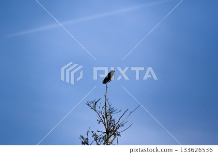 Crow silhouette perched on bare branches against clear blue sky 133626536