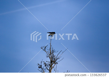 Crow silhouette perched on bare branches against clear blue sky 133626537