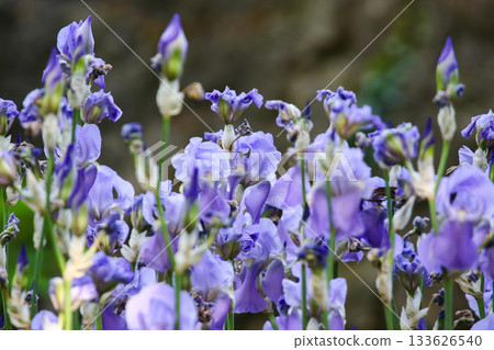 Close up of delicate light purple irises blooming in sunlit garden Close up of delicate light purple irises blooming in sunlit garden 133626540