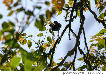 Starling Silhouette with Sunlit Leaves and Forest Branches Starling Silhouette with Sunlit Leaves and Forest Branches 133626547