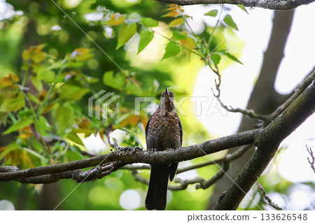 Juvenile Common Blackbird Perched on Mossy Branch in Lush Green Forest Juvenile Common Blackbird Perched on Mossy Branch in Lush Green Forest 133626548