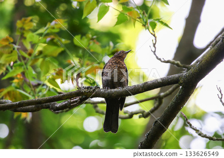 Juvenile Common Blackbird Perched on Mossy Branch in Lush Green Forest Juvenile Common Blackbird Perched on Mossy Branch in Lush Green Forest 133626549