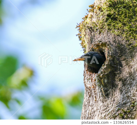 Baby starling peeking from nest hole in mossy tree trunk against blue sky Baby starling peeking from nest hole in mossy tree trunk against blue sky 133626554