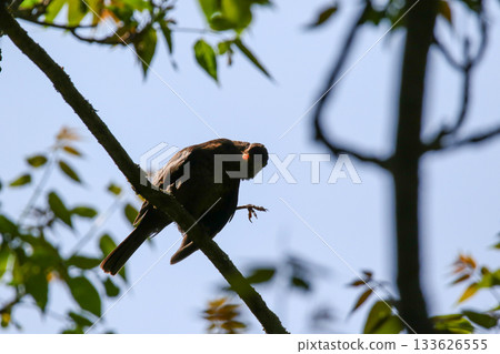 Starling Singing on Branch Closeup in Springtime Park 133626555