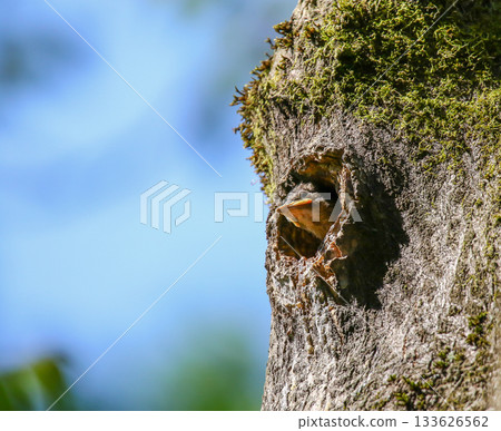 Baby starling peeking from nest hole in mossy tree trunk against blue sky Baby starling peeking from nest hole in mossy tree trunk against blue sky 133626562