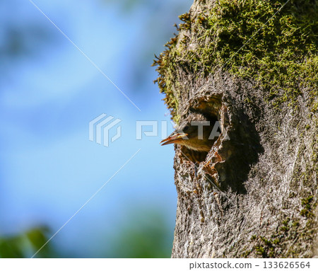 Baby starling peeking from nest hole in mossy tree trunk against blue sky Baby starling peeking from nest hole in mossy tree trunk against blue sky 133626564