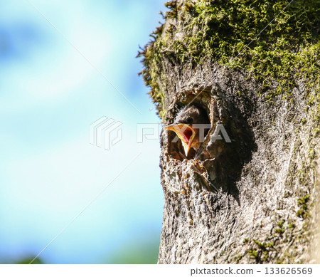 Baby starling peeking from nest hole in mossy tree trunk against blue sky Baby starling peeking from nest hole in mossy tree trunk against blue sky 133626569
