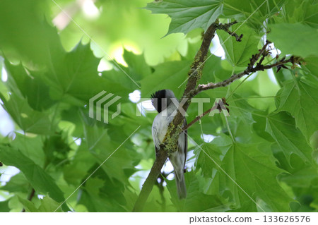 Eurasian Blackcap Sylvia atricapilla on Tree Branch with Green Leaves in Spring Park 133626576