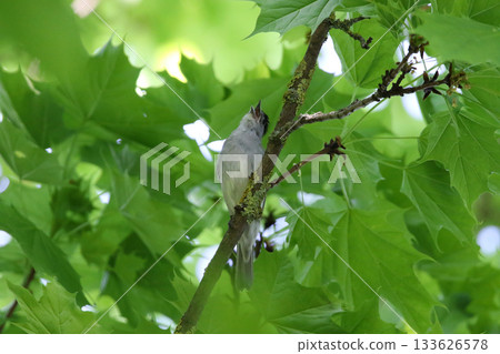 Eurasian Blackcap Sylvia atricapilla on Tree Branch with Green Leaves in Spring Park 133626578