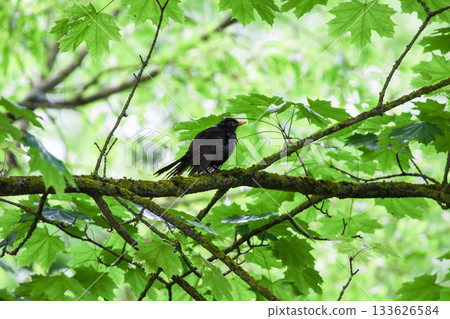Common Blackbird Turdus Merula Sitting on Tree Branch in Spring Park Common Blackbird Turdus Merula Sitting on Tree Branch in Spring Park 133626584
