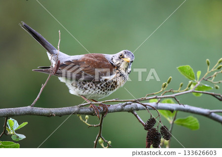 Fieldfare bird resting calmly on tree branch during spring season 133626603