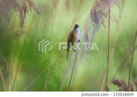 Reed warbler perched on dry stem near Regensburg lake in spring 133626604