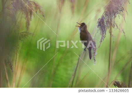 Reed warbler perched on dry stem near Regensburg lake in spring Reed warbler perched on dry stem near Regensburg lake in spring 133626605