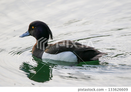 Silhouette of a female tufted duck swimming against a bright sky 133626609