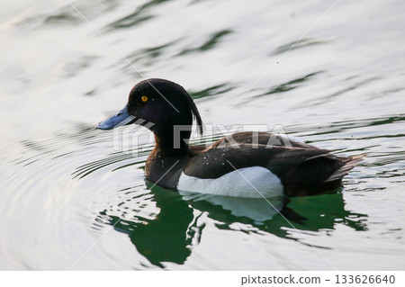 Silhouette of a female tufted duck swimming against a bright sky 133626640