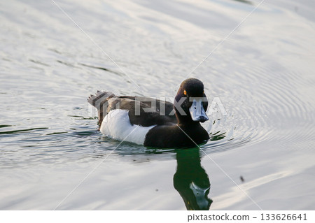 Silhouette of a female tufted duck swimming against a bright sky Silhouette of a female tufted duck swimming against a bright sky 133626641