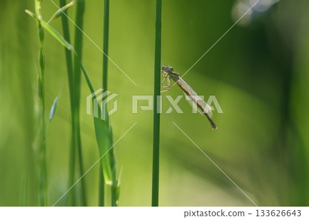 Female White Legged Damselfly Resting on Green Grass Blade in Natural Habitat 133626643