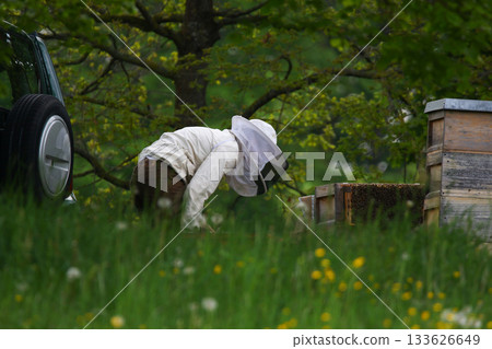 Beekeeper in Protective Suit Checking Hive with Smoker in Spring Field Beekeeper in Protective Suit Checking Hive with Smoker in Spring Field 133626649