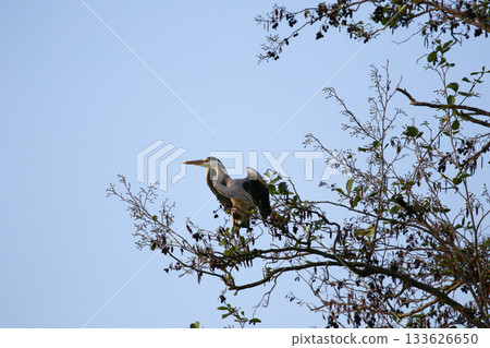 Grey heron perched on dry tree branches against clear blue sky 133626650