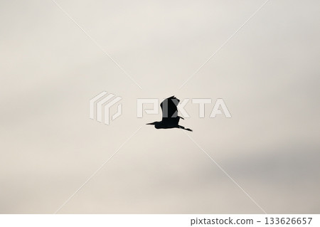 Grey heron silhouette flying against bright blue sky with spread wings 133626657