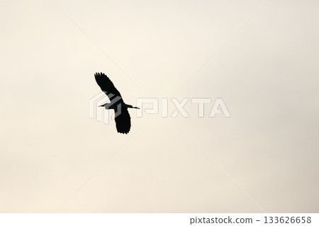 Grey heron silhouette flying against bright blue sky with spread wings Grey heron silhouette flying against bright blue sky with spread wings 133626658