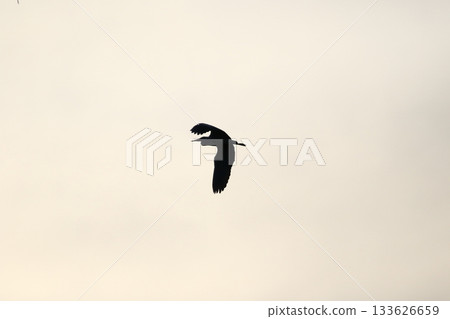 Grey heron silhouette flying against bright blue sky with spread wings Grey heron silhouette flying against bright blue sky with spread wings 133626659