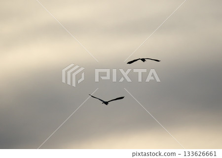 Grey heron silhouette flying against bright blue sky with spread wings Grey heron silhouette flying against bright blue sky with spread wings 133626661