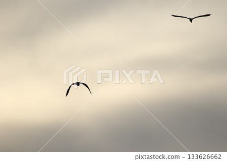 Grey heron silhouette flying against bright blue sky with spread wings Grey heron silhouette flying against bright blue sky with spread wings 133626662